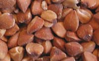 buckwheat-pic (2)